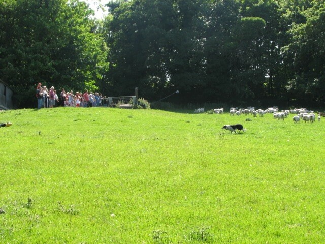 A photo of crowd watching sheepdog and sheep