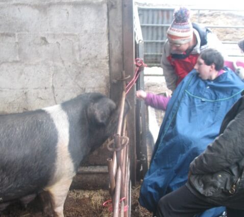 Photo of woman in wheelchair visiting a pig in its pen