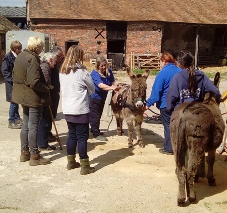 picture of donkeys on farm surrounded by people