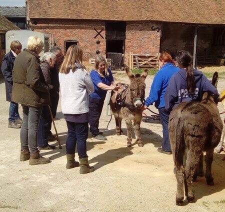 picture of donkeys on farm surrounded by people
