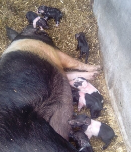 Sow and Piglets