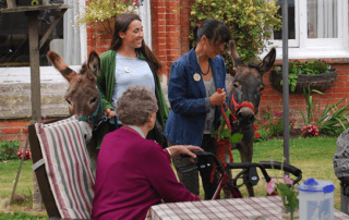 photo of donkeys visiting care home