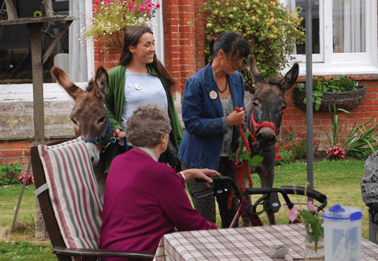 photo of donkeys visiting care home