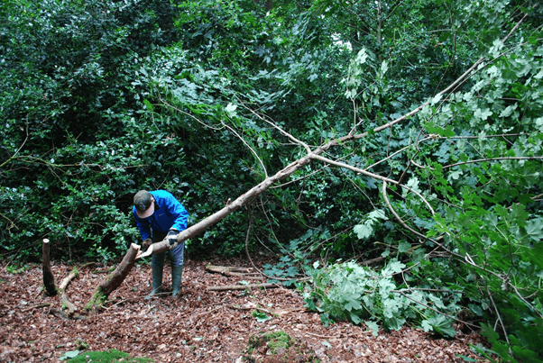 photo of farm helper coppicing tree