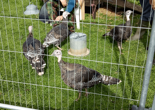 photo of 4 turkeys in pen