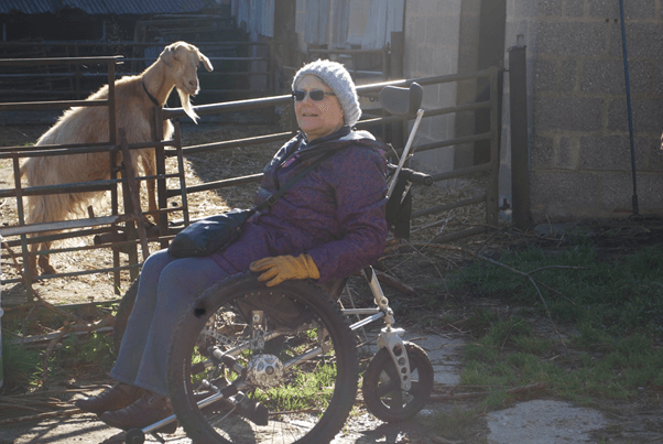lady using wheelchair by goat